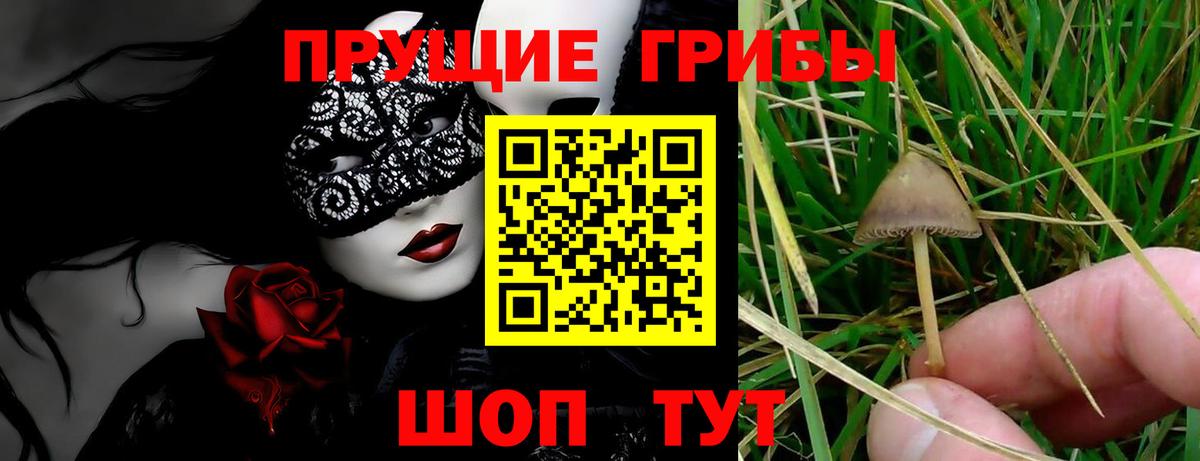 Псилоцибиновые грибы Psilocybe Осинники